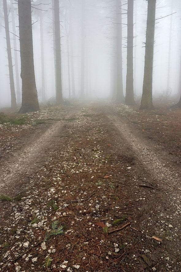 آموزش ساخت عکسی از یک پروانه جادویی در فتوشاپ جنگل