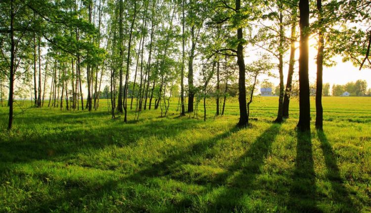 والپیپر طبیعت