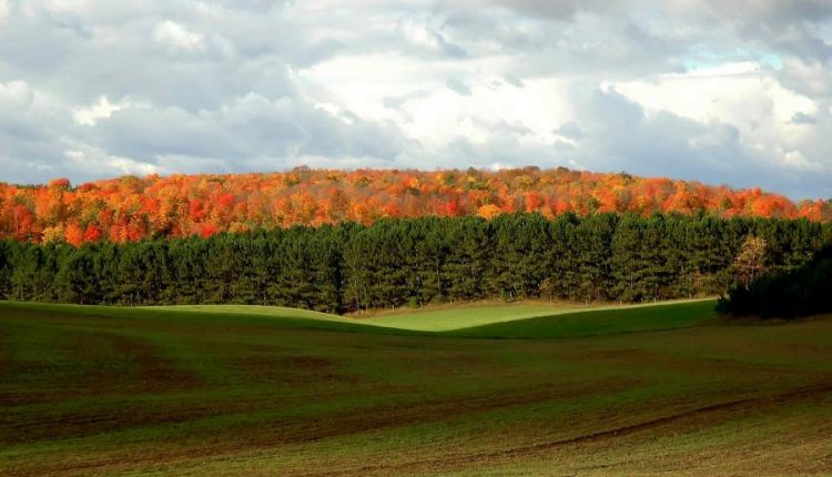 والپیپر طبیعت