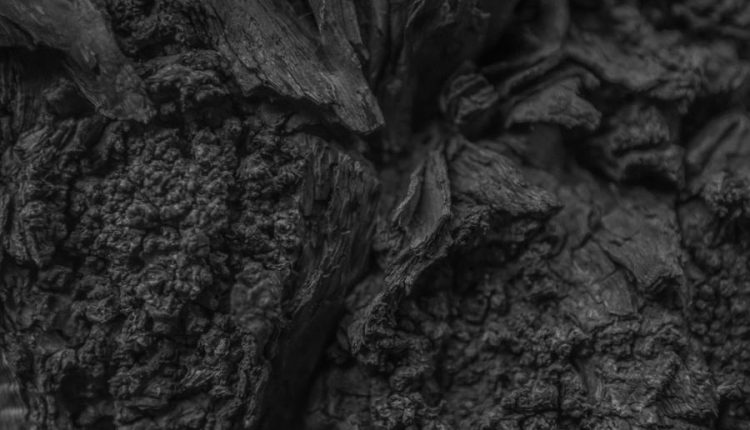 بافت تنه درخت