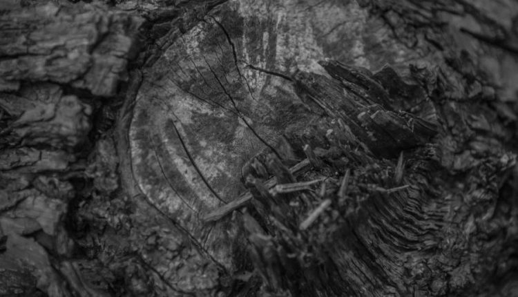 بافت تنه درخت