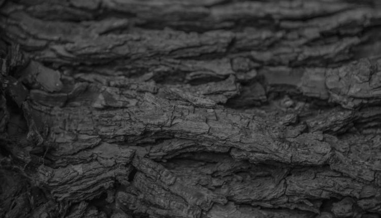 بافت تنه درخت