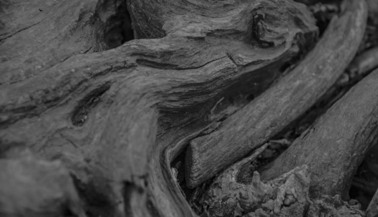 بافت تنه درخت