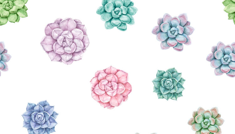 تصاویر PNG گل های کاکتوس