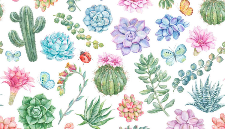 تصاویر PNG گل های کاکتوس