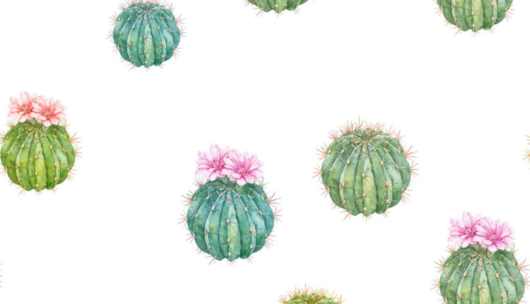 تصاویر PNG گل های کاکتوس