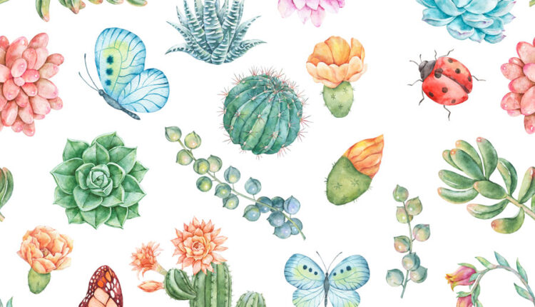 تصاویر PNG گل های کاکتوس