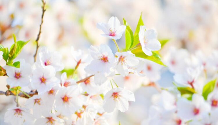 والپیپرهای با کیفیت طبیعت