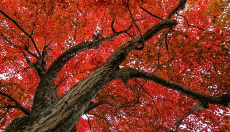 والپیپرهای با کیفیت طبیعت