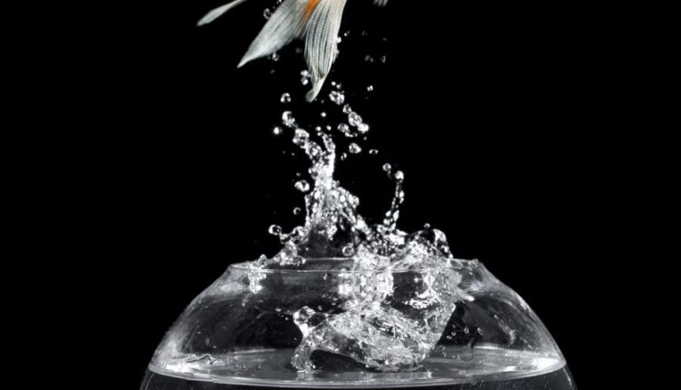 تصاویر استوک ماهی قرمز