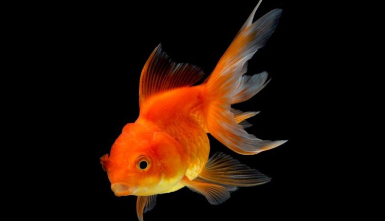 تصاویر استوک ماهی قرمز