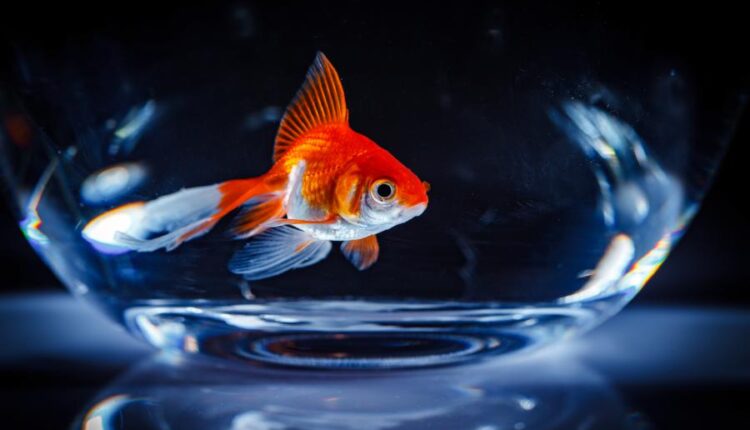 تصاویر استوک ماهی قرمز