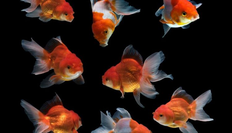 تصاویر استوک ماهی قرمز