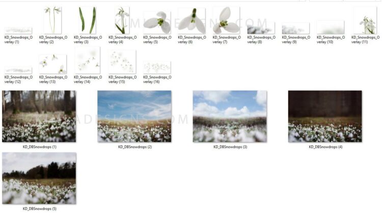 تصویر پی ان جی گل های سفید برفی   Snowdrops Photo Overlays