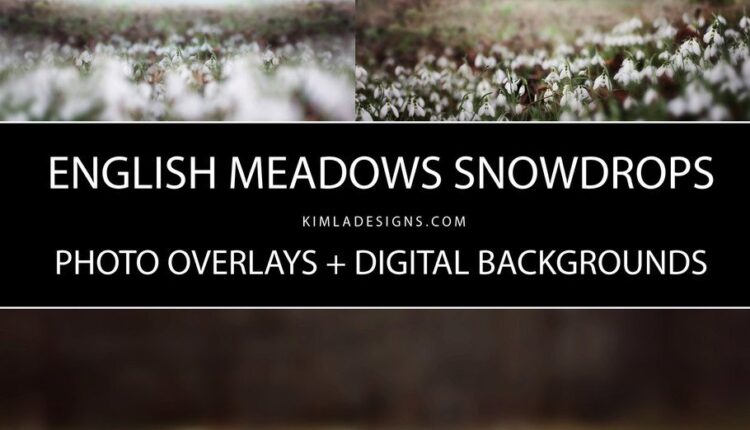 تصویر پی ان جی گل های سفید برفی   Snowdrops Photo Overlays