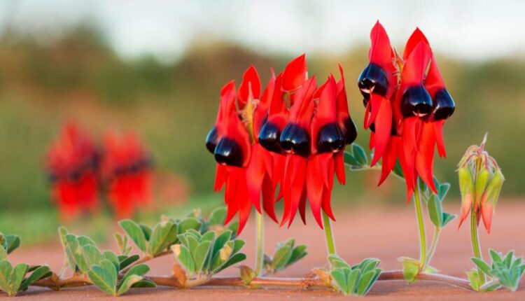 دانلود سری دوازدهم تصویر زمینه با کیفیت بسیار بالا   Ultra HD Wallpaper