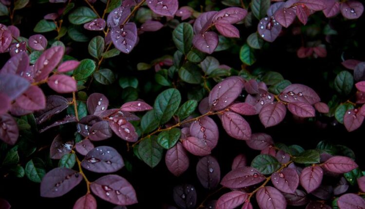 دانلود سری دوازدهم تصویر زمینه با کیفیت بسیار بالا   Ultra HD Wallpaper