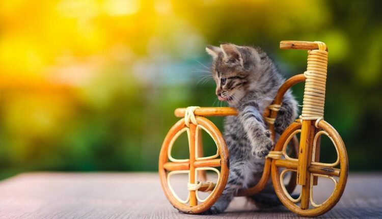 سری یازدهم والپیپرهای متنوع با کیفیت