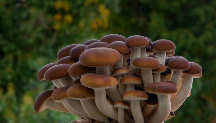 سری یازدهم والپیپرهای متنوع با کیفیت