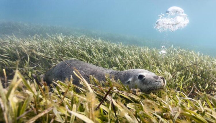 سری یازدهم والپیپرهای متنوع با کیفیت