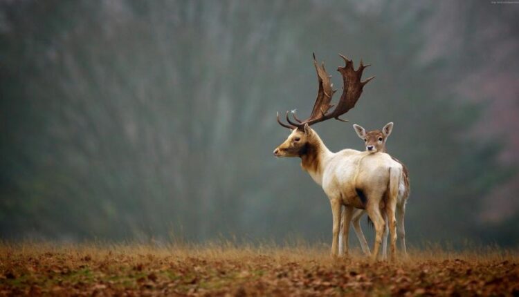 سری یازدهم والپیپرهای متنوع با کیفیت