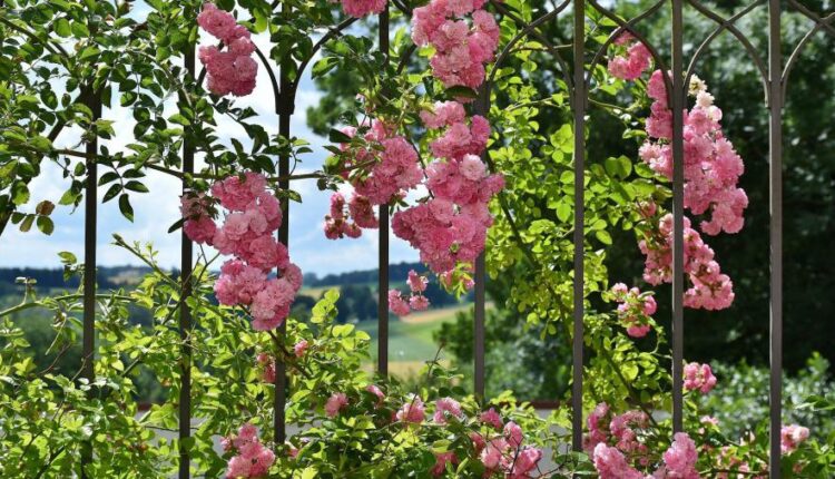 سری یازدهم والپیپرهای متنوع با کیفیت