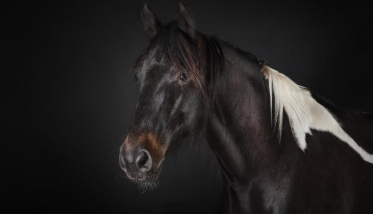 سری یازدهم والپیپرهای متنوع با کیفیت