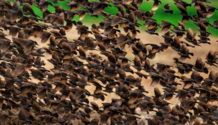 سری یازدهم والپیپرهای متنوع با کیفیت