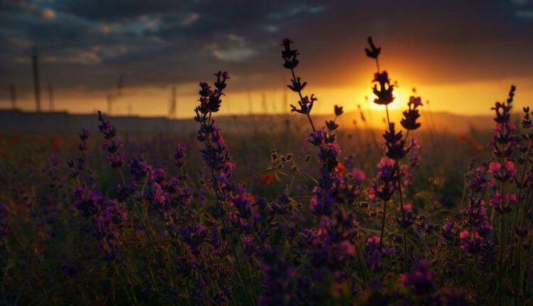 سری سیزدهم تصویر زمینه با کیفیت و زیبا   Beautiful Mixed Wallpapers