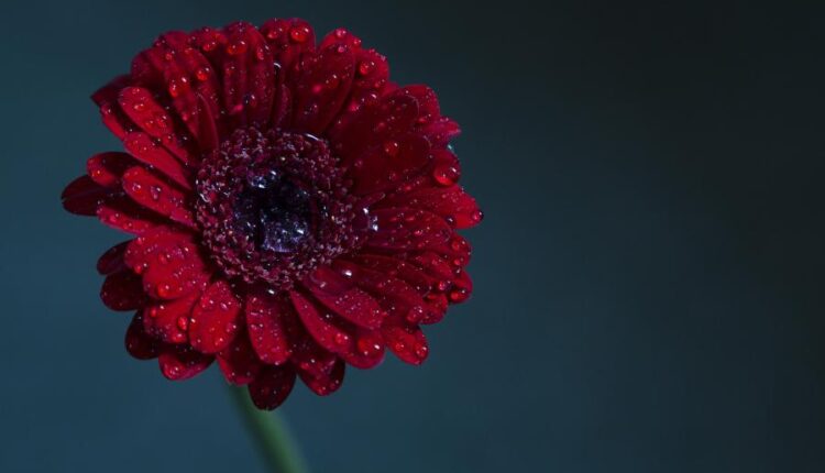 سری سیزدهم تصویر زمینه با کیفیت و زیبا   Beautiful Mixed Wallpapers