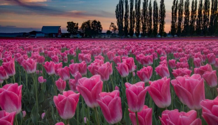 سری سیزدهم تصویر زمینه با کیفیت و زیبا   Beautiful Mixed Wallpapers