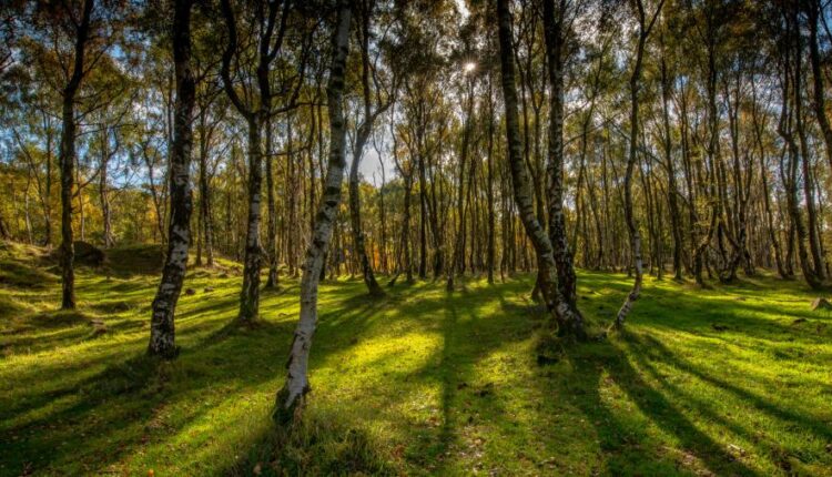 سری سیزدهم تصویر زمینه با کیفیت و زیبا   Beautiful Mixed Wallpapers