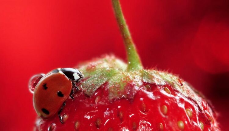 عکس توت فرنگی