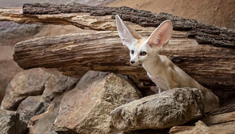 تصویر زمینه
