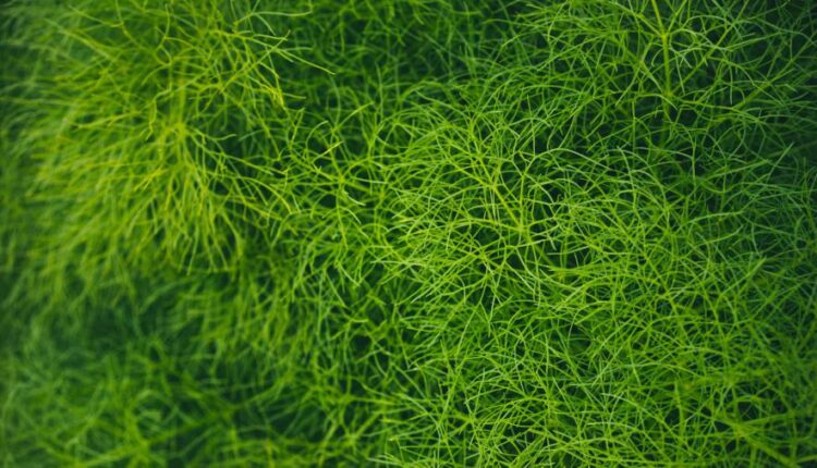 تصویر زمینه