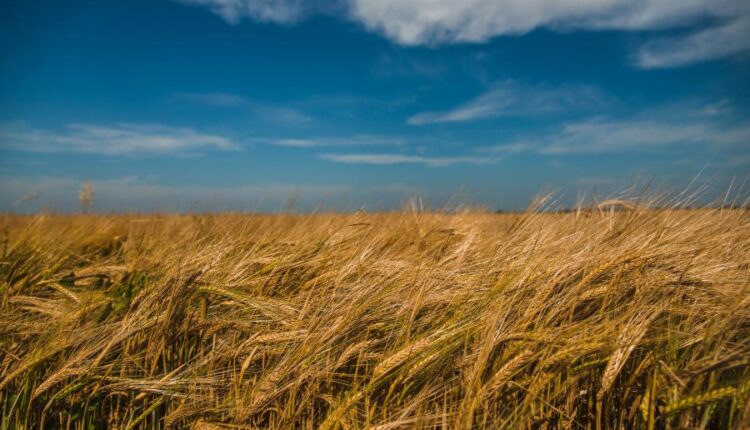عکس استوک گندم و مزرعه گندم   Photos Field Of Wheat 8 JPGs