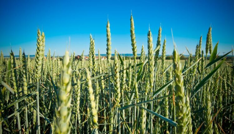 عکس استوک گندم و مزرعه گندم   Photos Field Of Wheat 8 JPGs