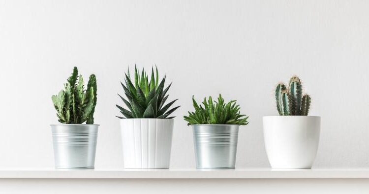 عکس استوک کاکتوس   Photos Cactus 14 JPGs