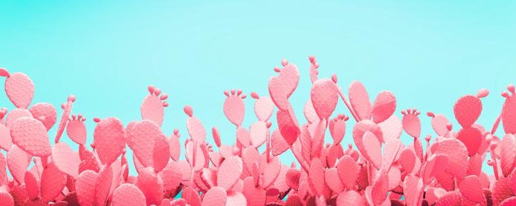 عکس استوک کاکتوس   Photos Cactus 14 JPGs