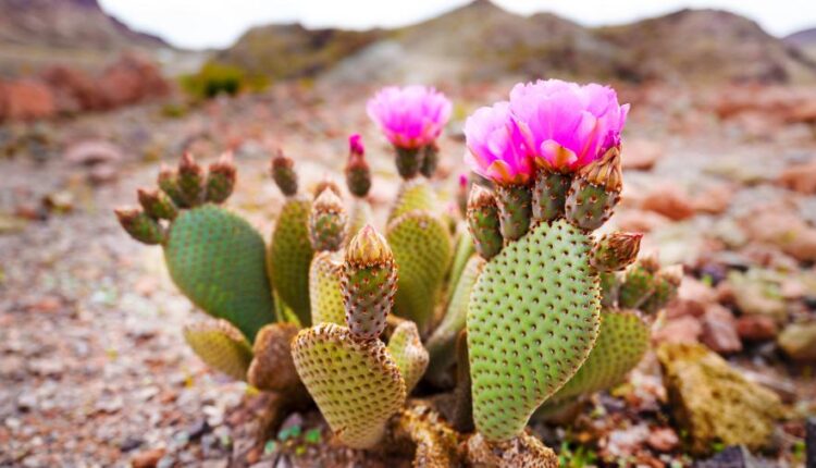 عکس استوک کاکتوس   Photos Cactus 14 JPGs