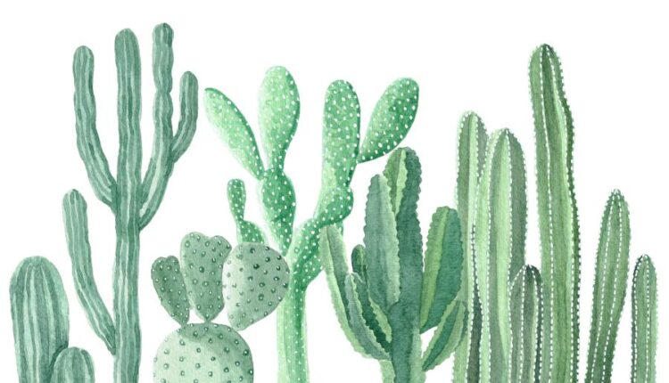 عکس استوک کاکتوس   Photos Cactus 14 JPGs