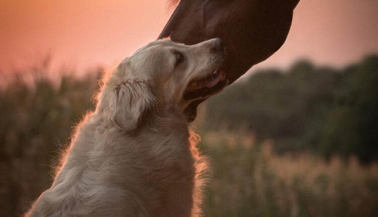 دانلود عکس استوک اسب   Photo Horse 9xJPGs