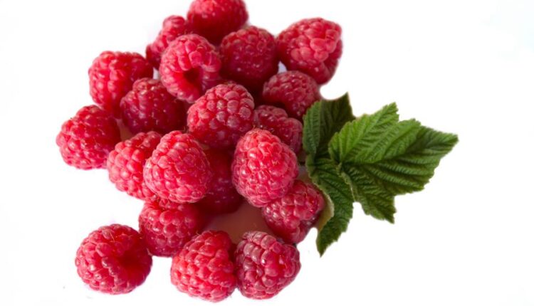 عکس استوک تمشک قرمز   Photo Raspberries With Blackberry