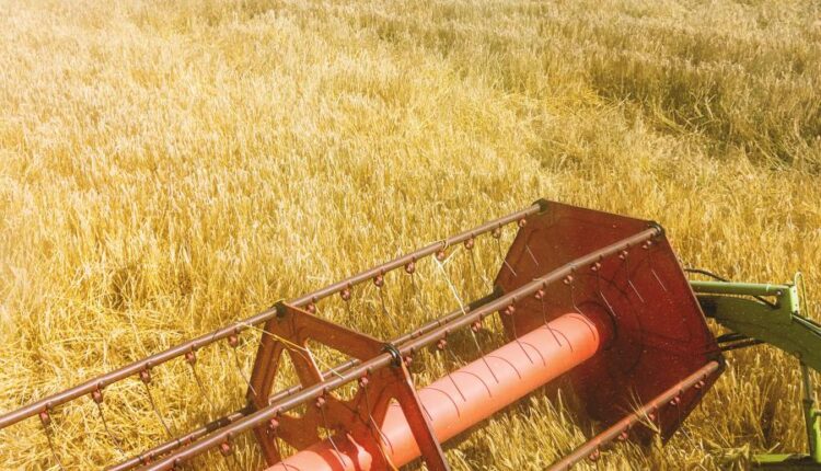 عکس استوک گندم و مزرعه گندم   Photos Field Of Wheat 8 JPGs