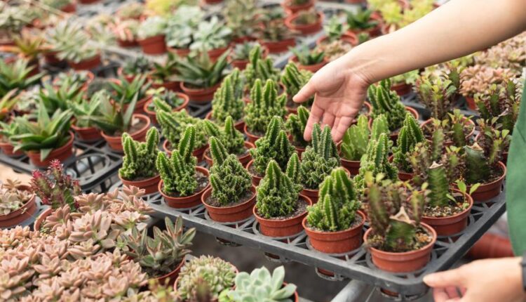 عکس استوک کاکتوس   Photos Cactus 14 JPGs