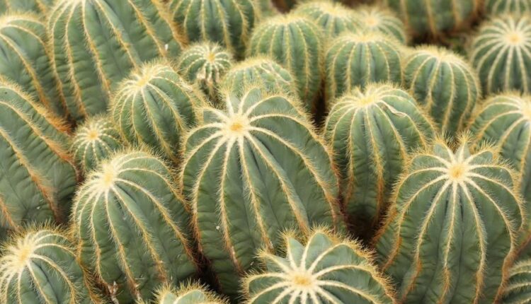 عکس استوک کاکتوس   Photos Cactus 14 JPGs