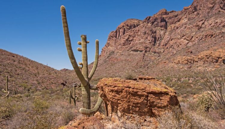 عکس استوک کاکتوس   Photos Cactus 14 JPGs