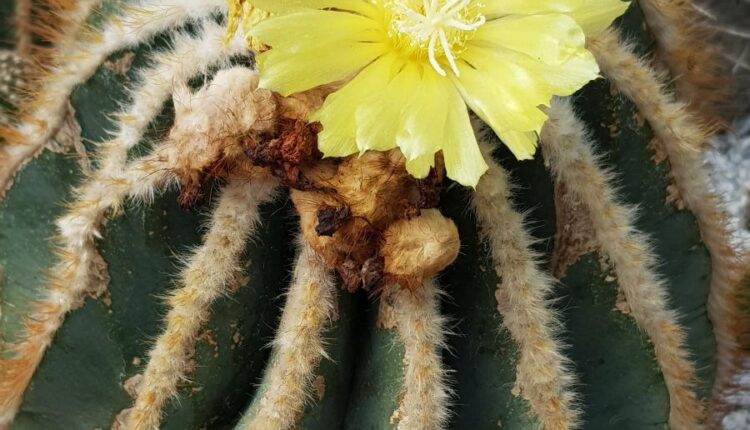 عکس استوک کاکتوس   Photos Cactus 14 JPGs