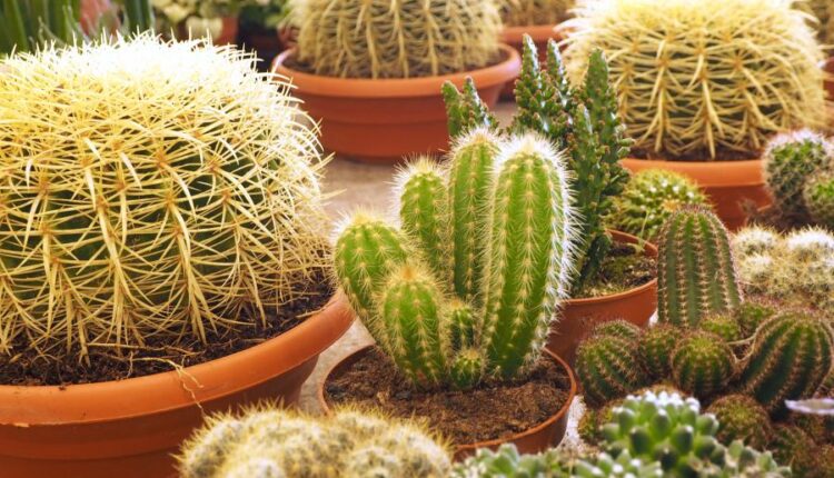 عکس استوک کاکتوس   Photos Cactus 14 JPGs
