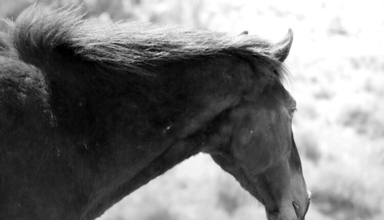 دانلود عکس استوک اسب   Photo Horse 9xJPGs